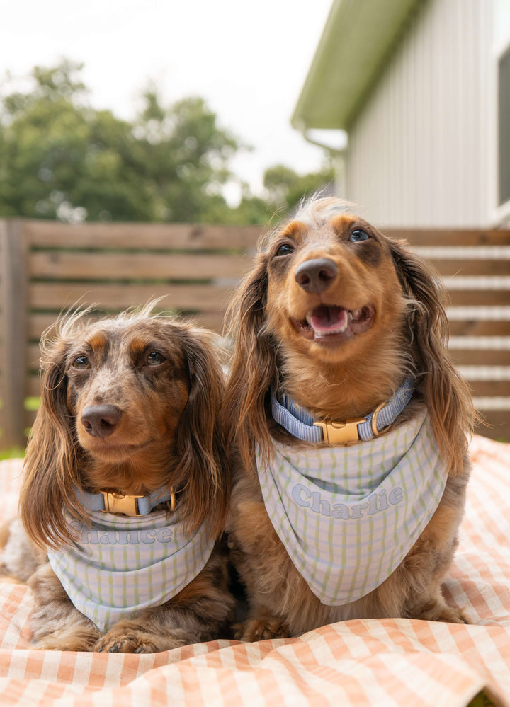 chance and charlie in personalized bandanas