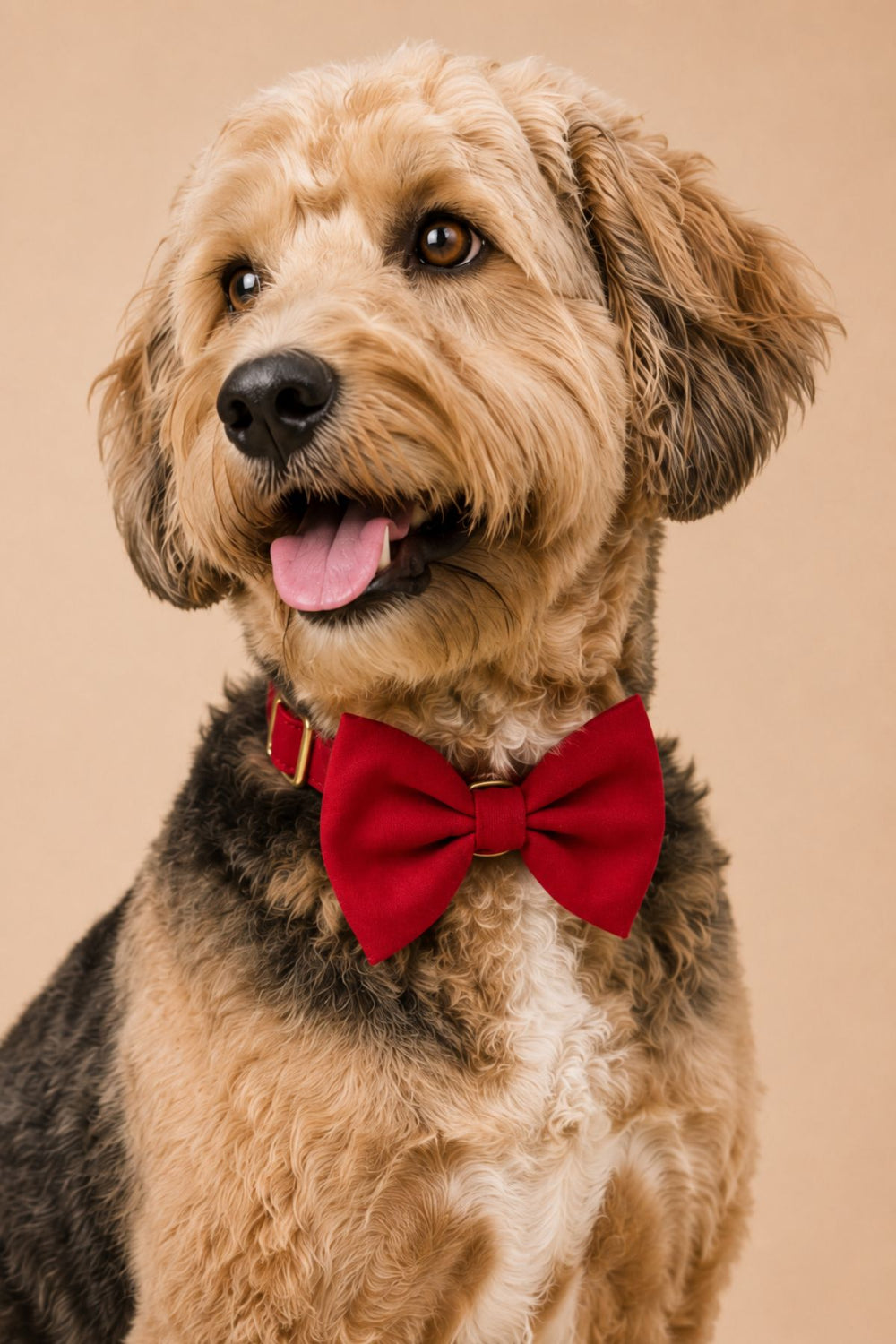 Close up of tan and black curly-haired dog sitting, wearing a Lane & Leash Fire Hydrant dog collar and bow tie in solid red, against a tan backdrop