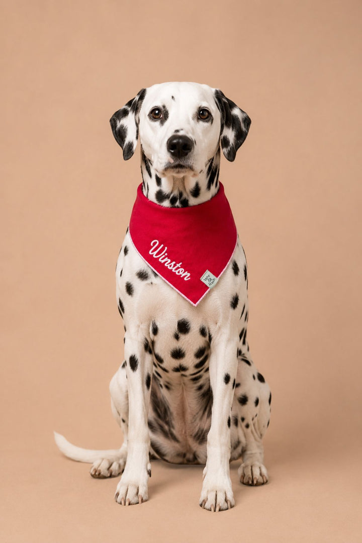 Dalmatian sitting and smiling with tongue out, wearing a Lane & Leash personalized dog bandana in solid red, embroidered with the name 'Winston' in white script, against a tan backdrop