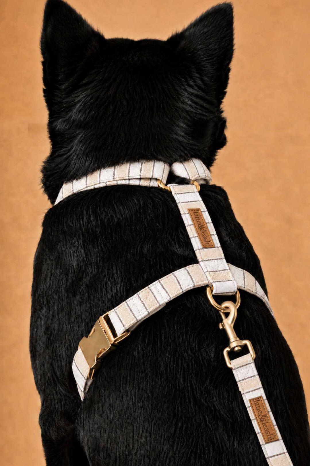 Back view of Biscuit Stripe dog harness worn on a black dog, showing the strap configuration with gold-tone buckle and leash attachment D-ring