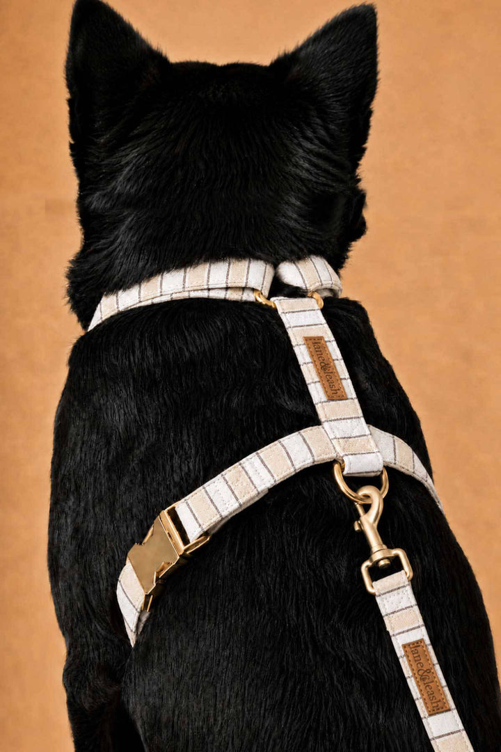 Back view of Biscuit Stripe dog harness worn on a black dog, showing the strap configuration with gold-tone buckle and leash attachment D-ring