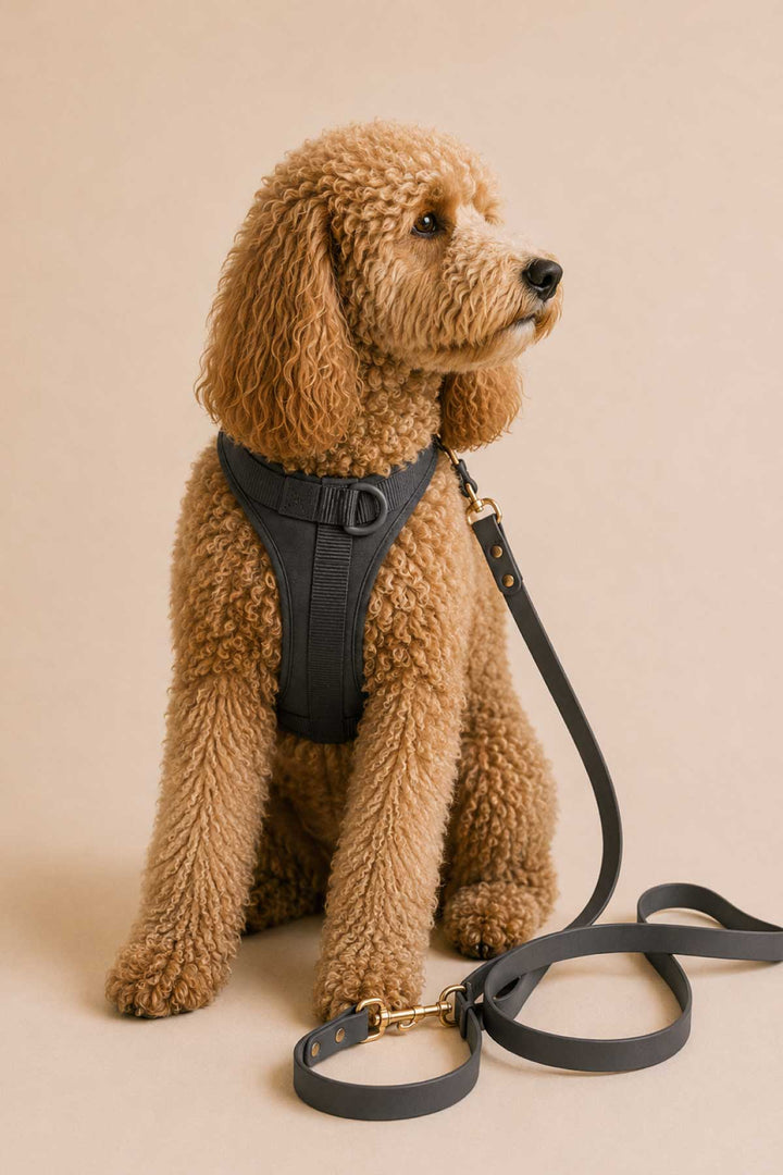 Golden doodle dog wearing a charcoal gray padded harness, sitting with the charcoal waterproof leash at their side, against a warm beige background