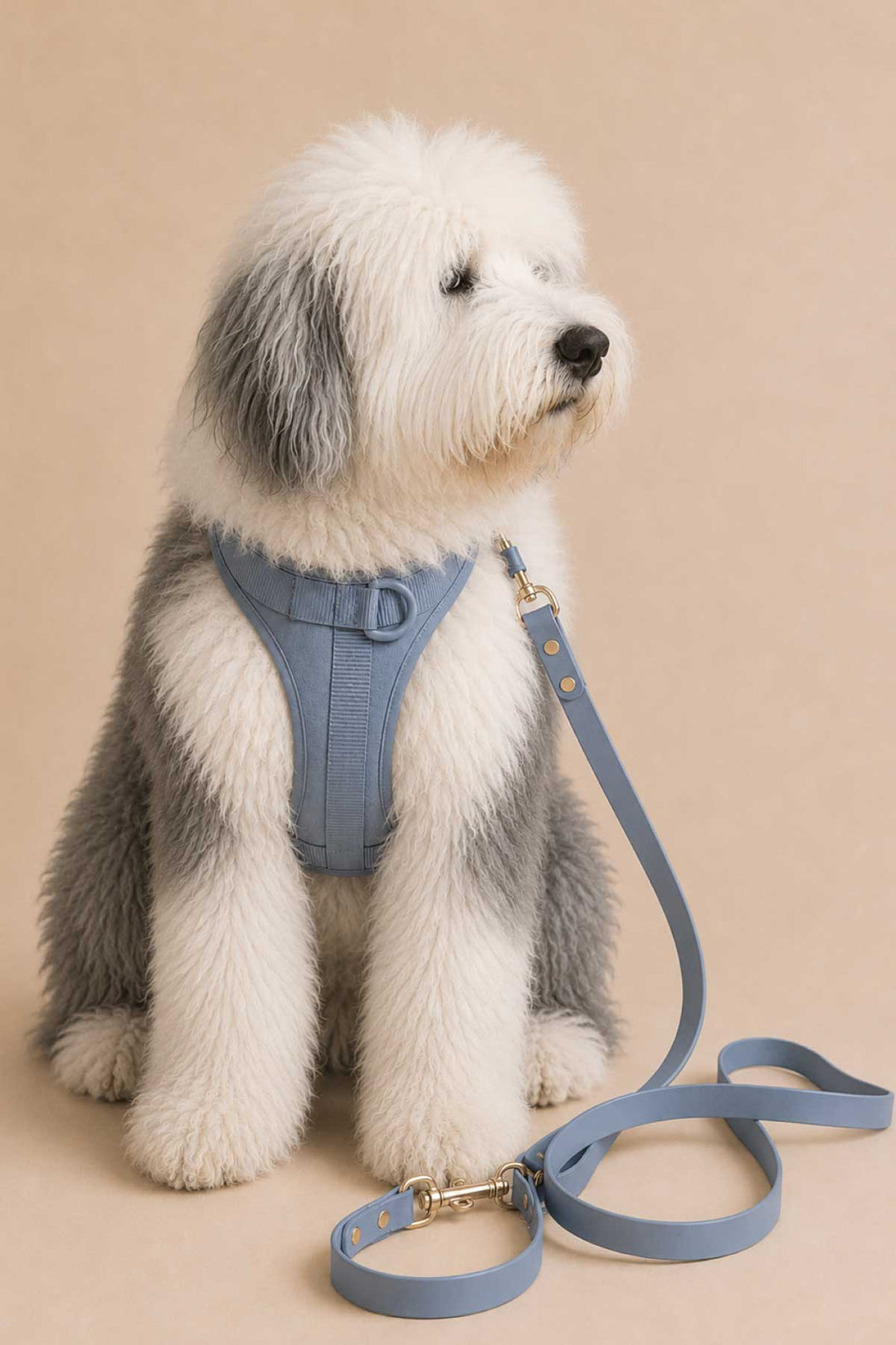 White fluffy sheepdog wearing a cloud blue padded harness, sitting with the cloud blue waterproof leash coiled at their feet, against a warm beige background