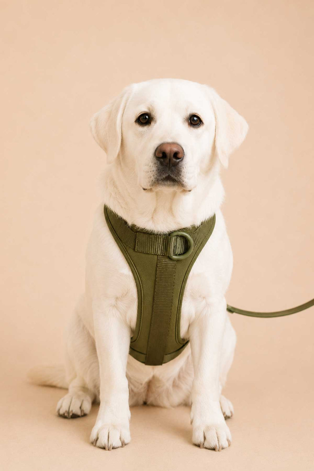 White Labrador dog wearing a clover green padded harness, sitting against a warm beige background