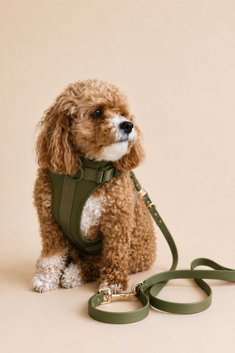 Brown curly doodle dog wearing a clover green padded harness, sitting with the green waterproof leash on a warm beige background