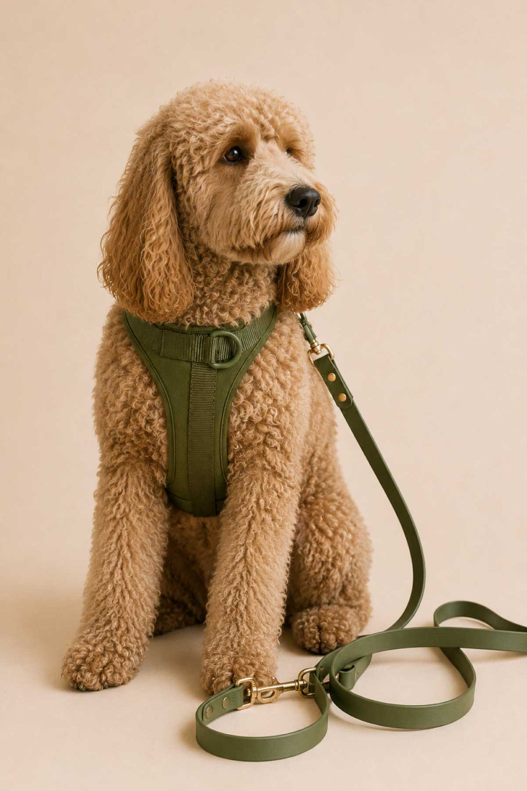 Golden doodle dog wearing a clover green padded harness, sitting with a clover green waterproof leash coiled at their feet, against a warm beige background