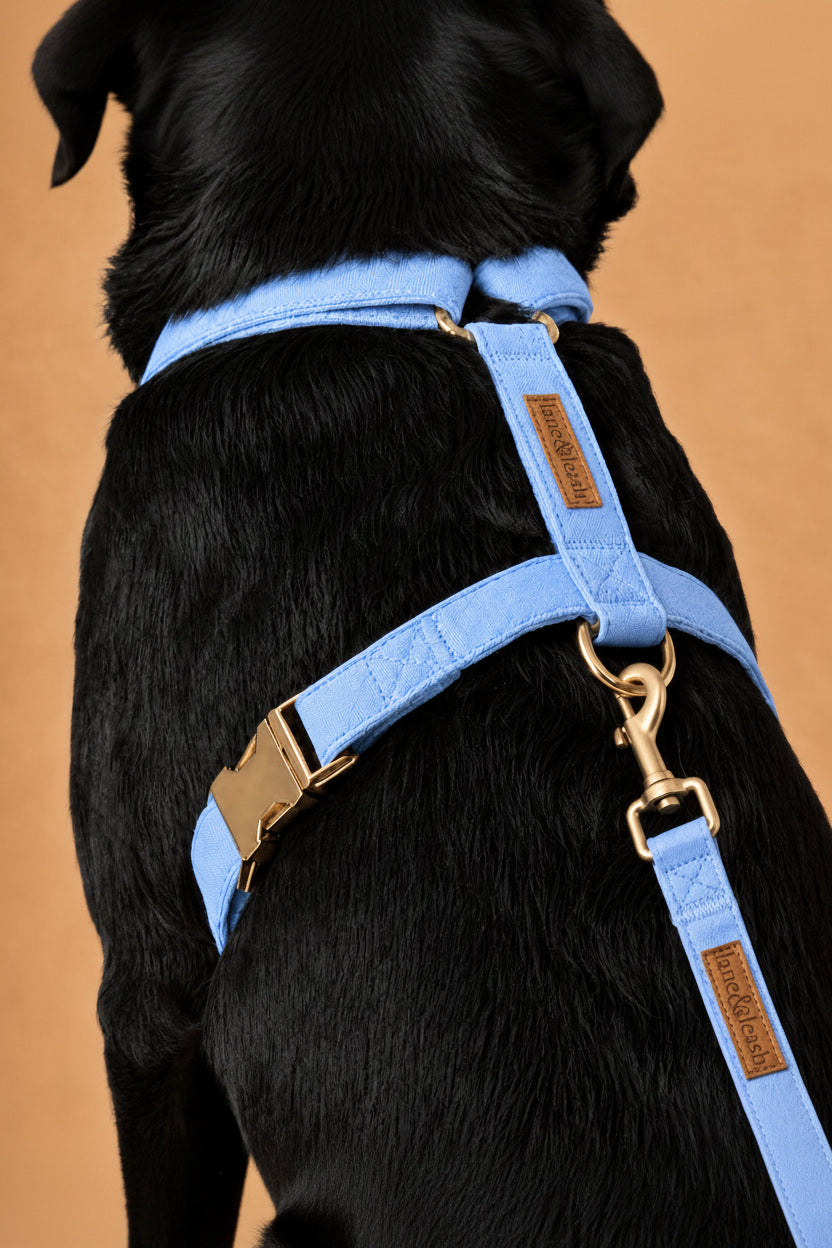 Back view close-up of black dog wearing a denim days light blue strap harness with Caden Lane label and gold hardware