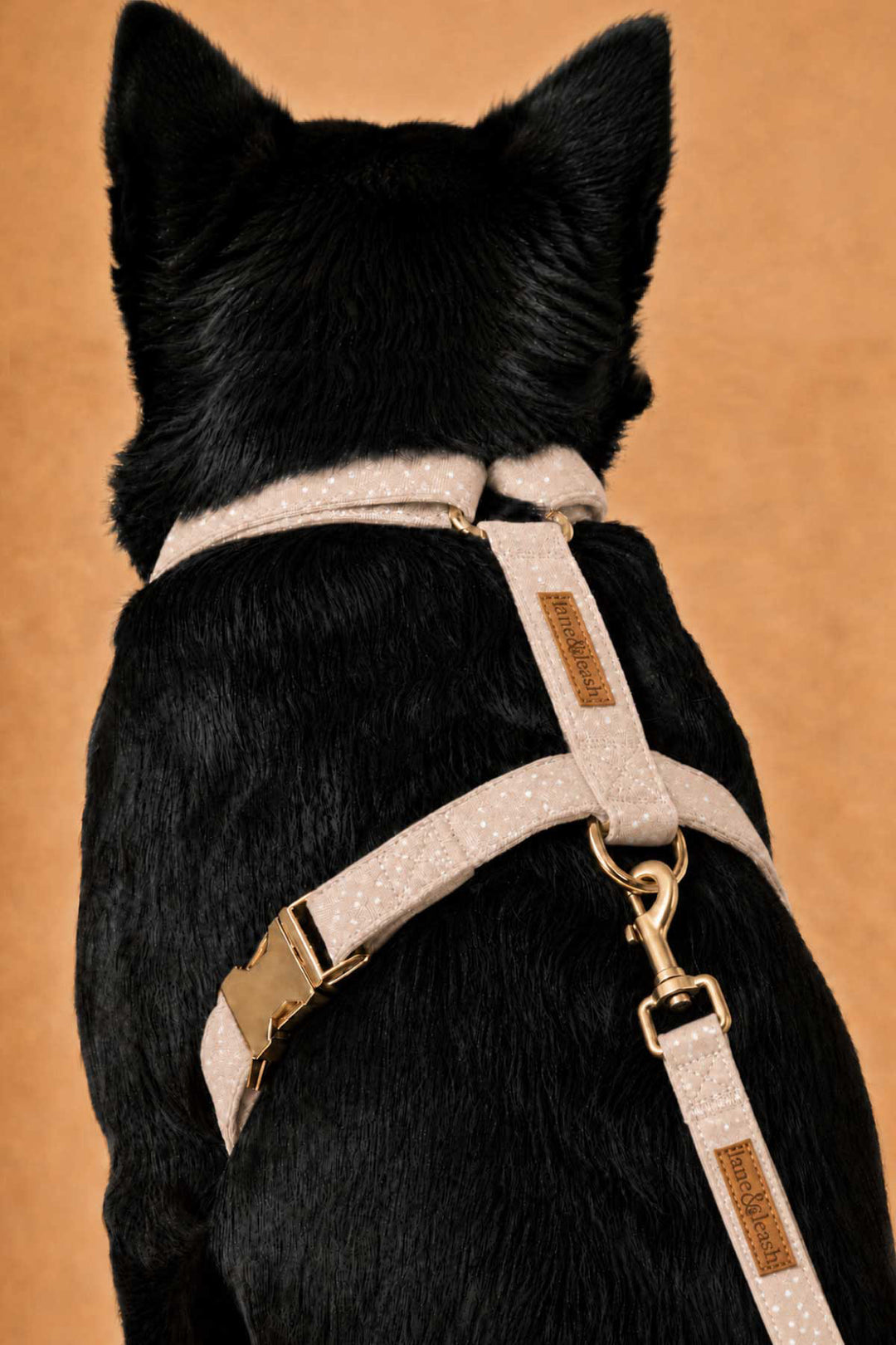 Back view of a black dog wearing the latte brown polka dot strap harness with a matching leash attached to the gold D-ring