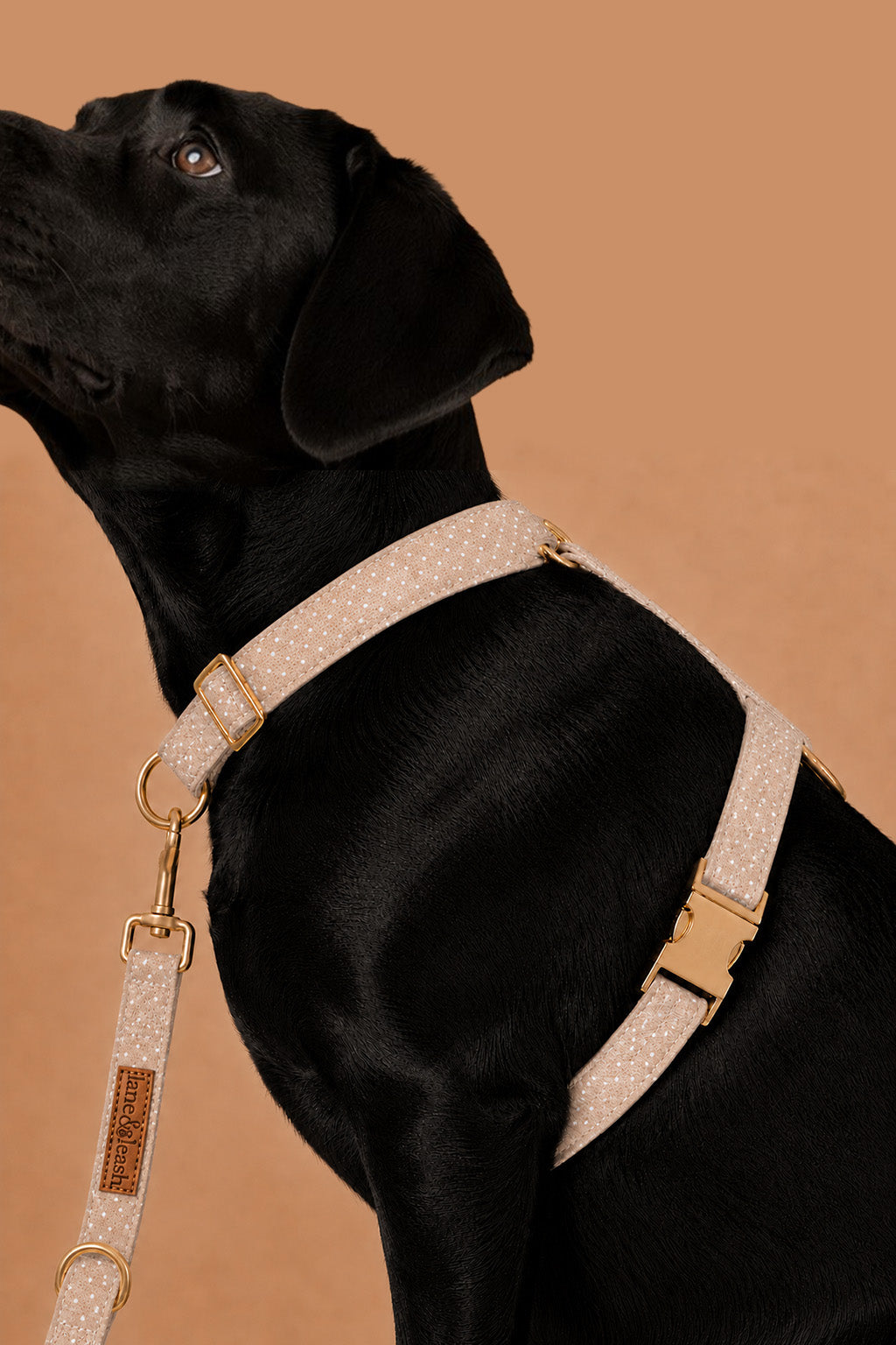 Side view of a black dog wearing the latte brown polka dot strap harness with a matching leash and gold hardware