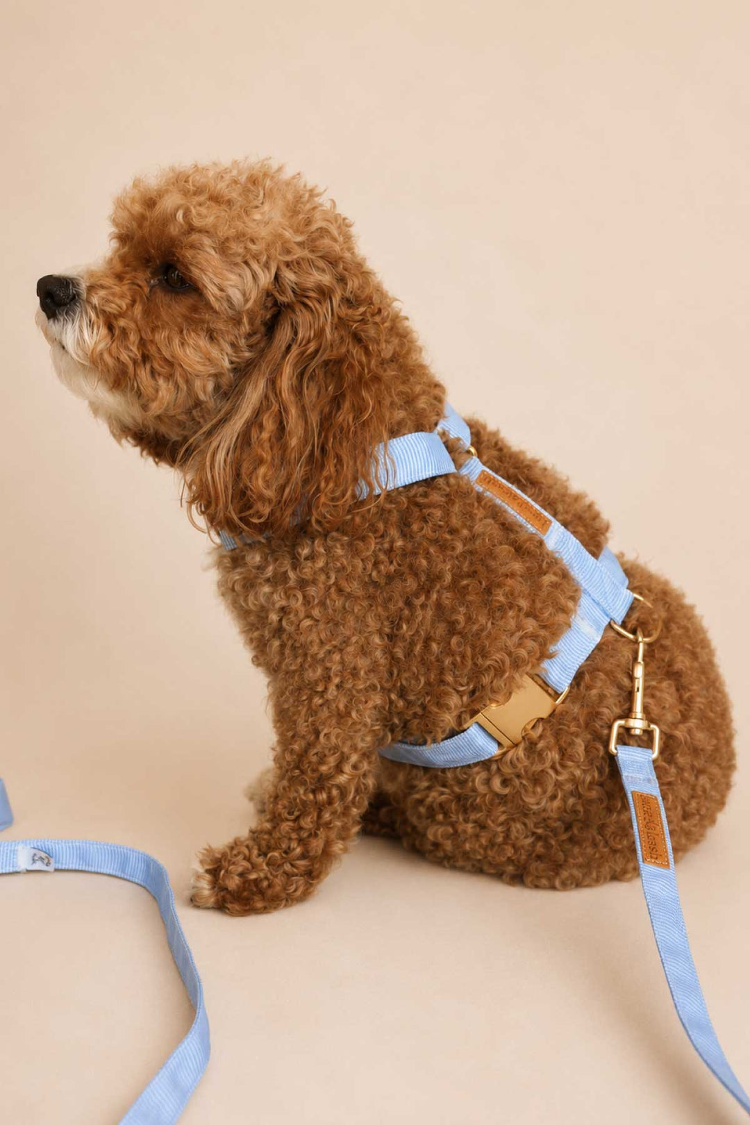 Brown curly-haired doodle dog wearing the Morning Mist light blue H-style harness with gold hardware and matching leash attached, lifestyle photo on neutral background