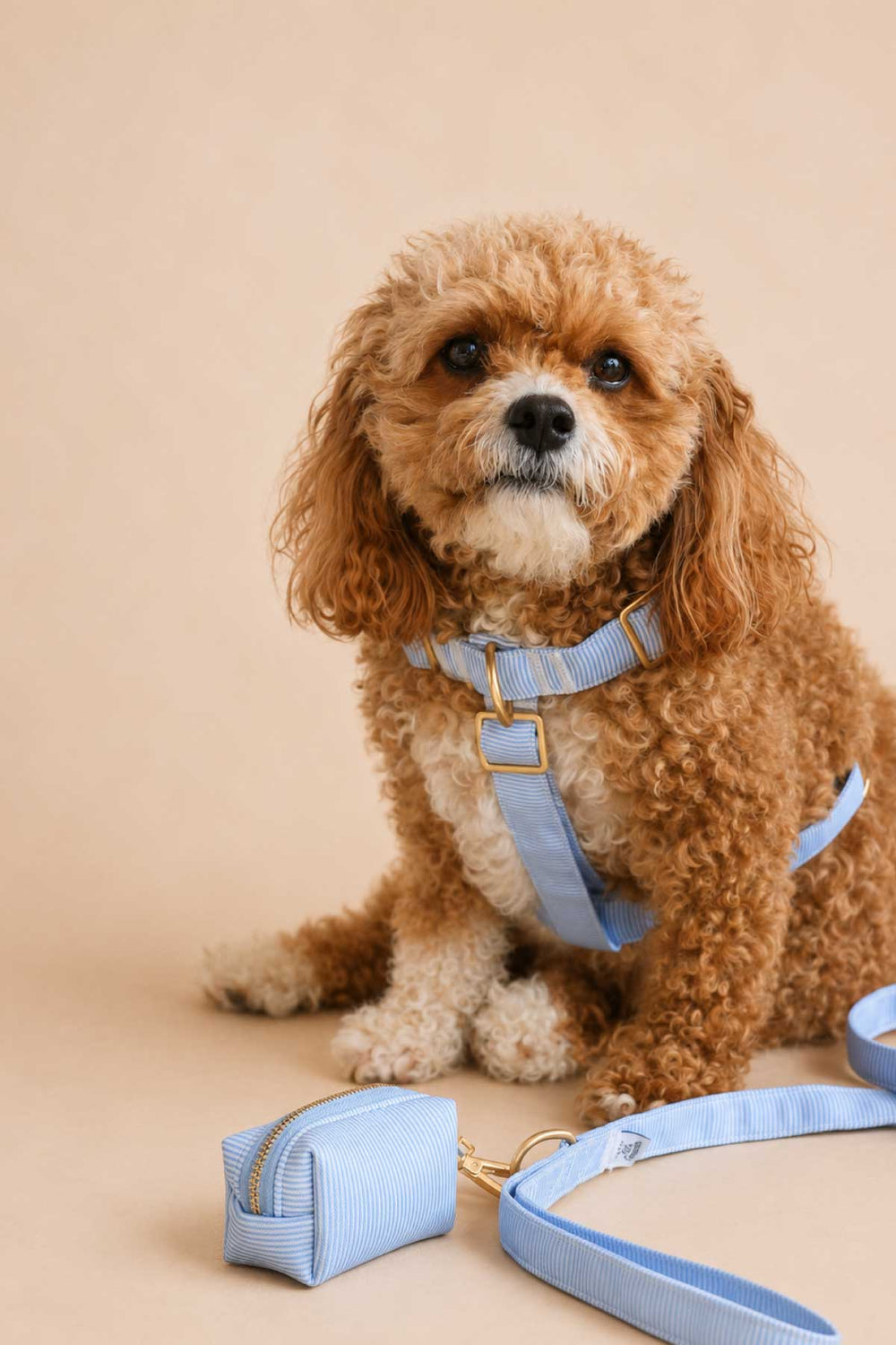 Fluffy brown cavapoo dog wearing Morning Mist light blue H-style harness, with matching Morning Mist leash and waste bag holder displayed in foreground on neutral background