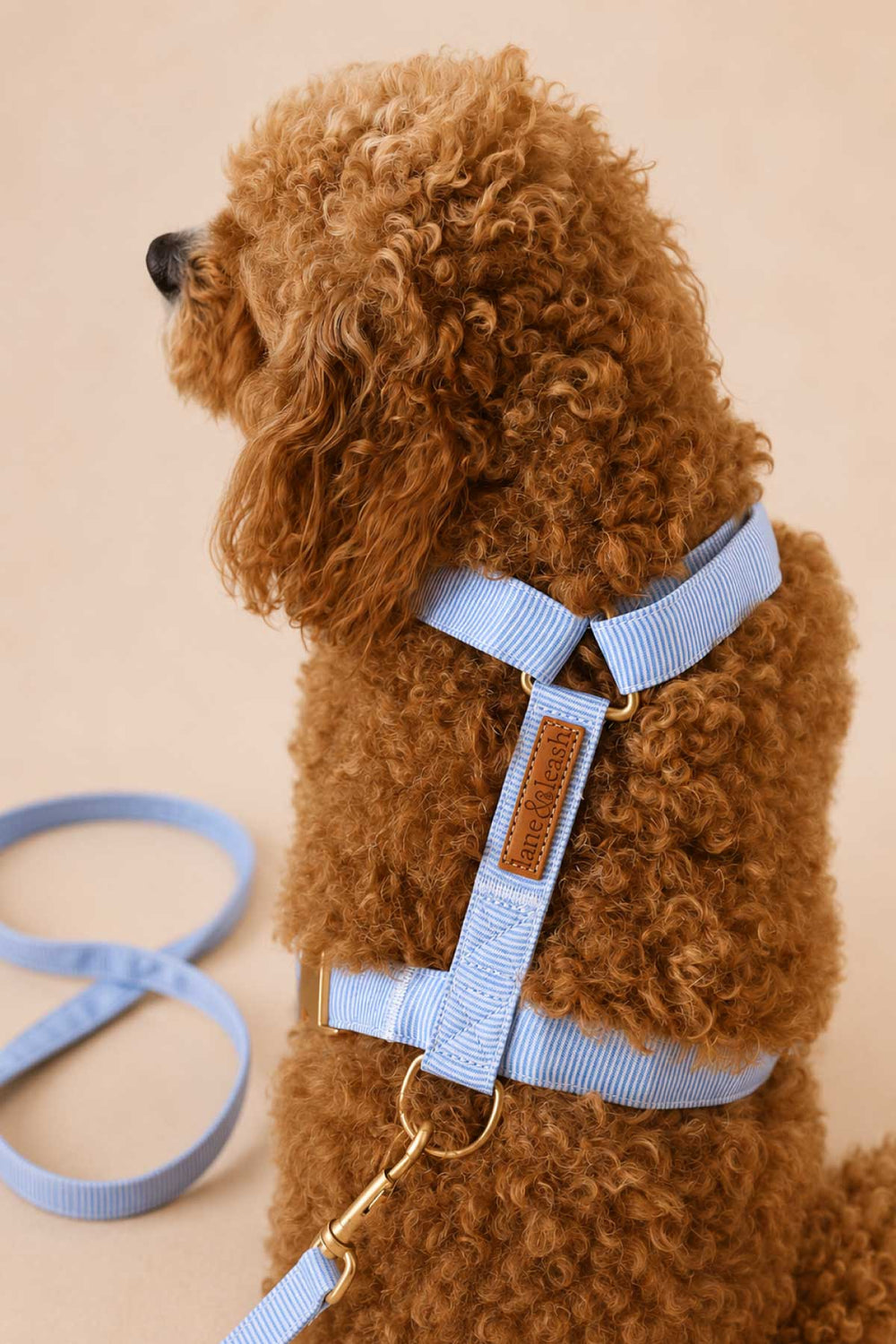 Back view of brown curly-haired doodle dog wearing Morning Mist light blue H-style harness with gold D-ring and leash, Caden Lane leather tag visible on back strap