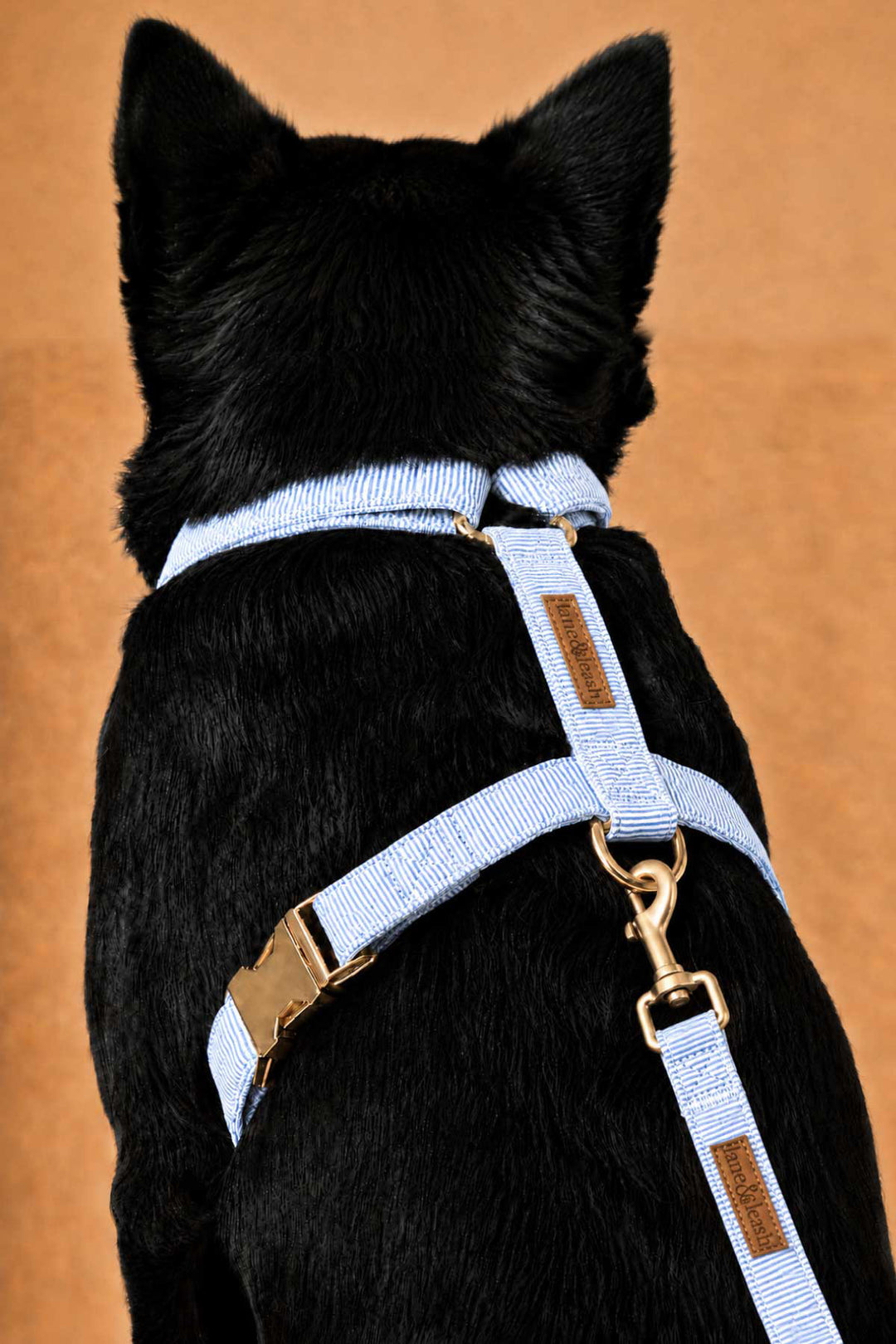 black lab in morning mist strap harness