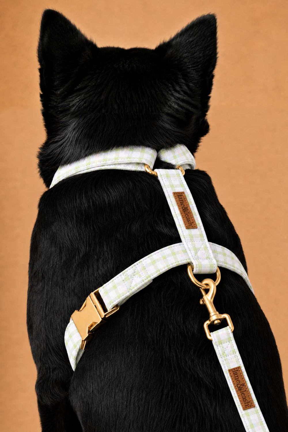 Back view of a black dog wearing a picnic plaid strap harness, showing the H-shape straps with gold buckle and D-ring, with a leash attached