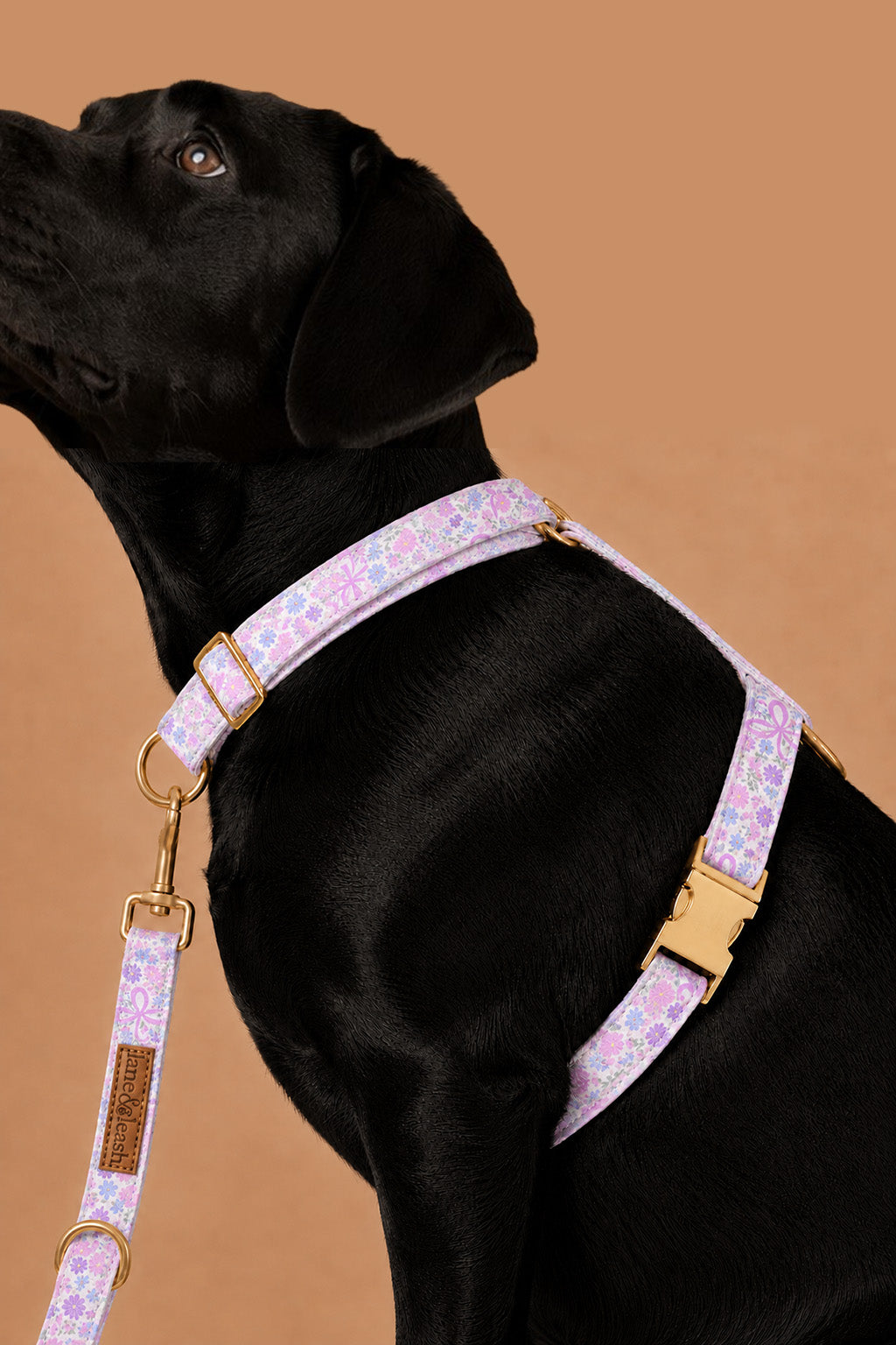 Side view of a dark dog wearing the Ribbon Garden strap harness with leash attached, showing the chest and belly straps with gold buckle hardware, on a warm tan studio background