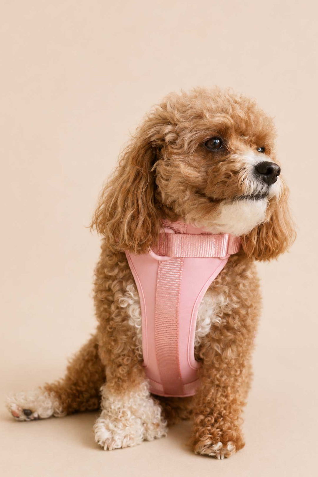 Golden doodle puppy sitting and looking alert wearing a rosé pink padded dog harness with adjustable straps