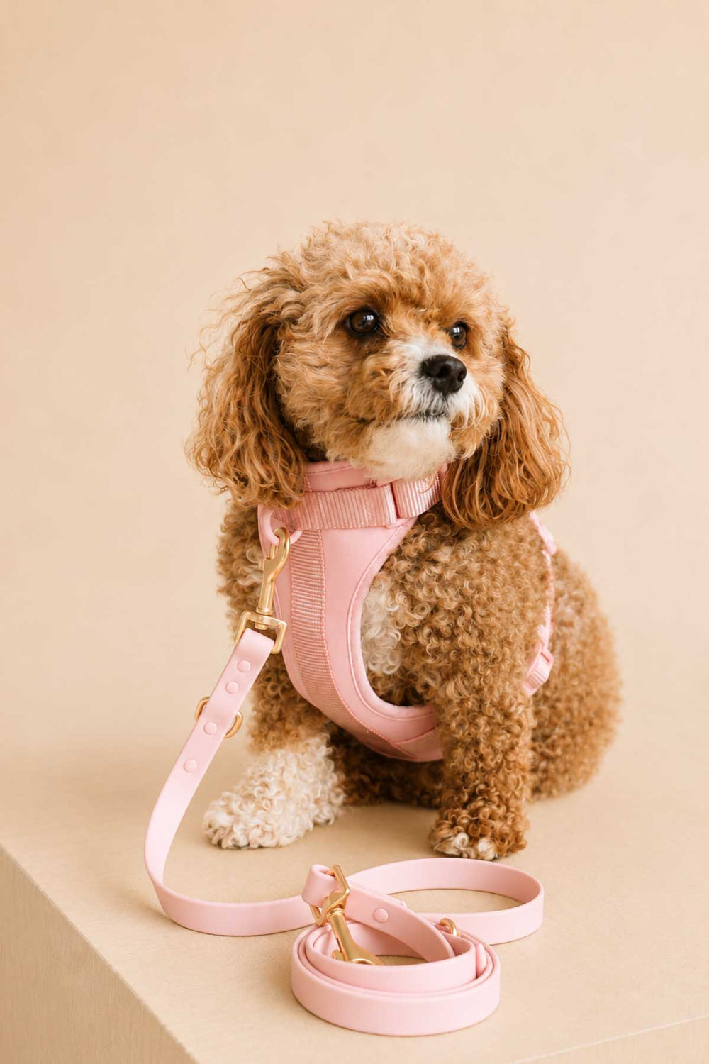 Small golden doodle dog wearing a rosé pink harness and sitting with a pink waterproof leash coiled in front, against a warm beige background