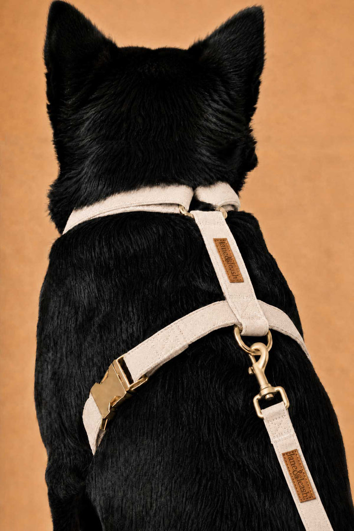 Back view close-up of black dog wearing a sand dune beige strap harness with Caden Lane label and gold hardware