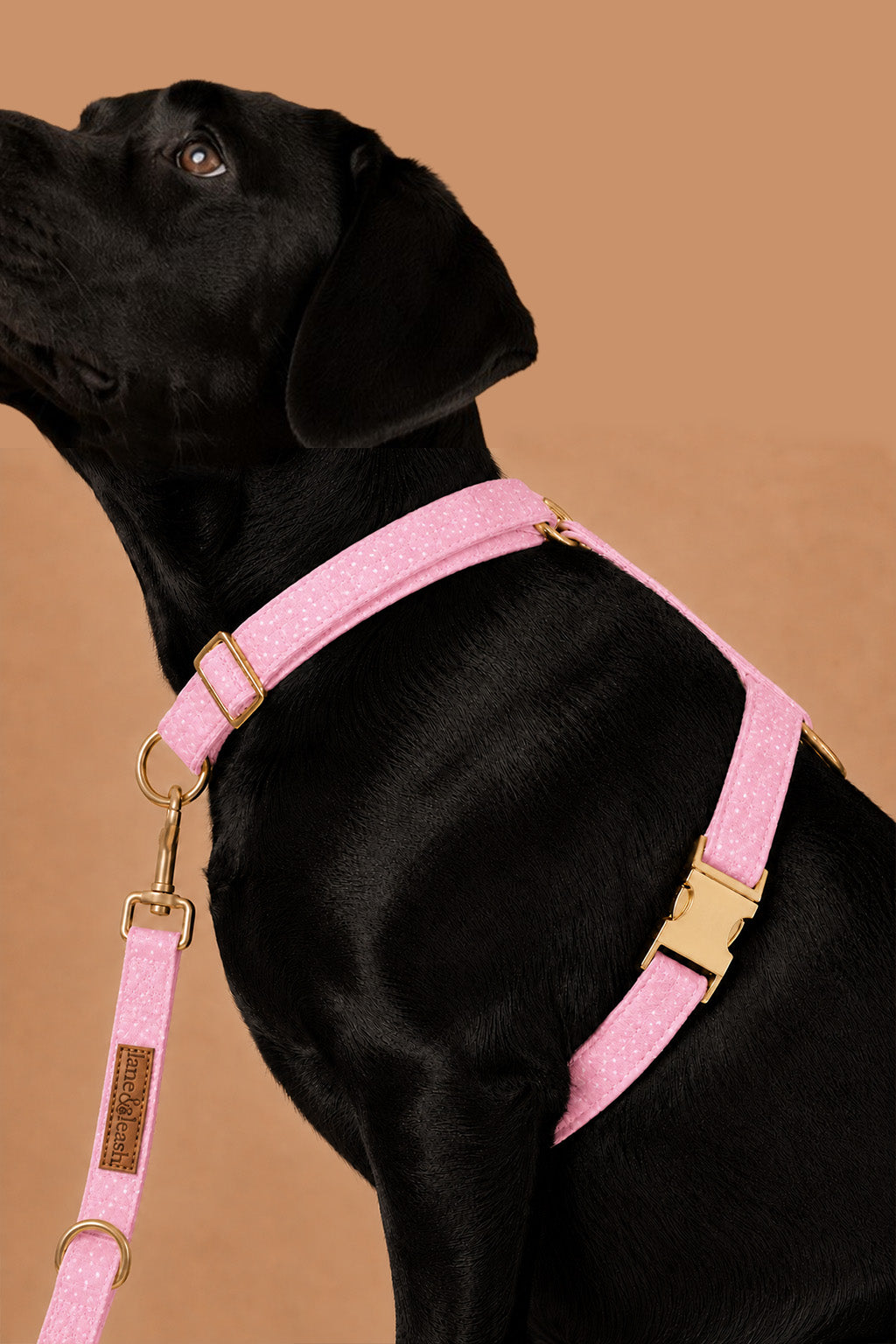 Side view of a black dog wearing the Sweet Pea Spots pink polka dot strap harness, highlighting the chest strap, gold buckle, and matching leash
