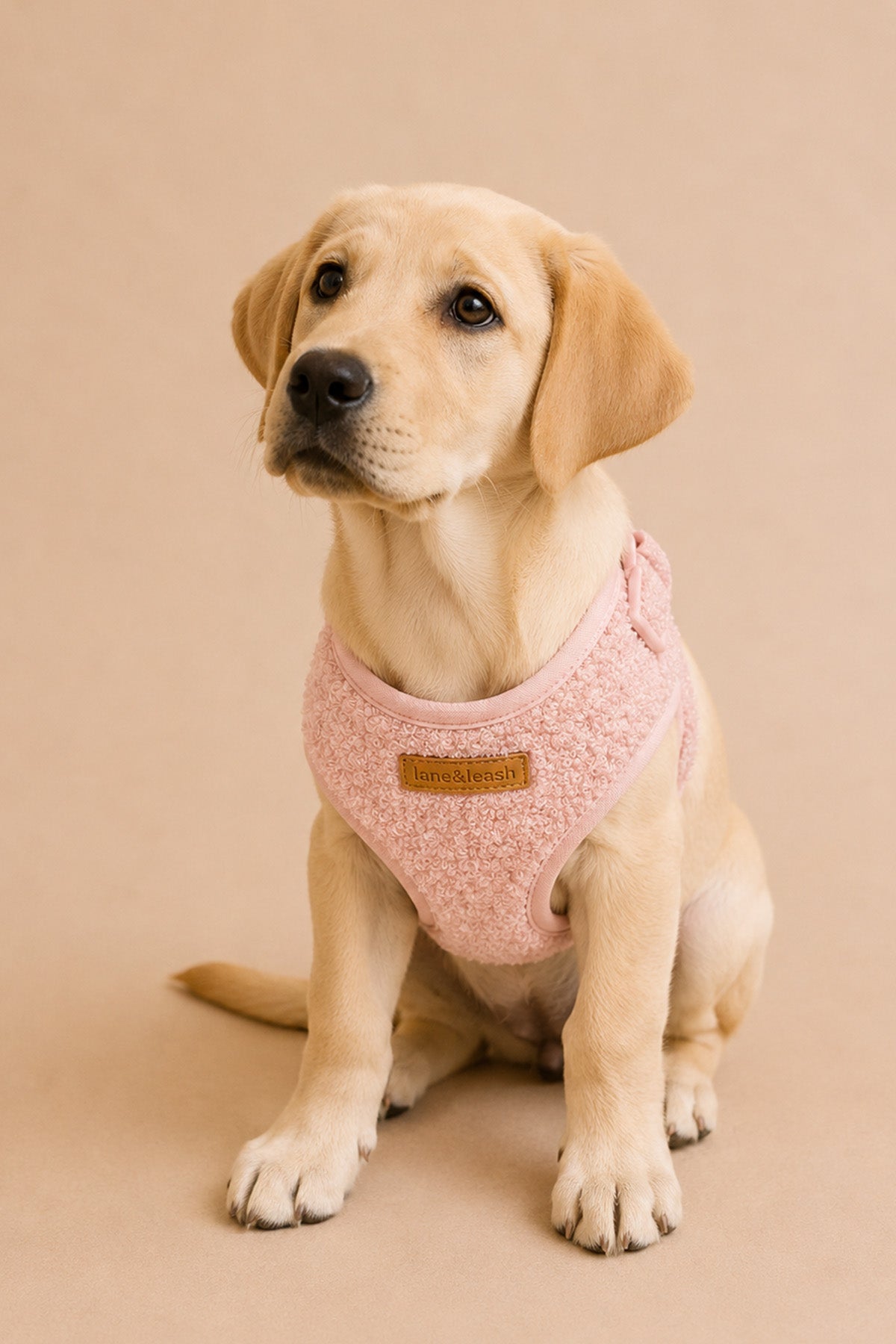Teddy Harness | Petal