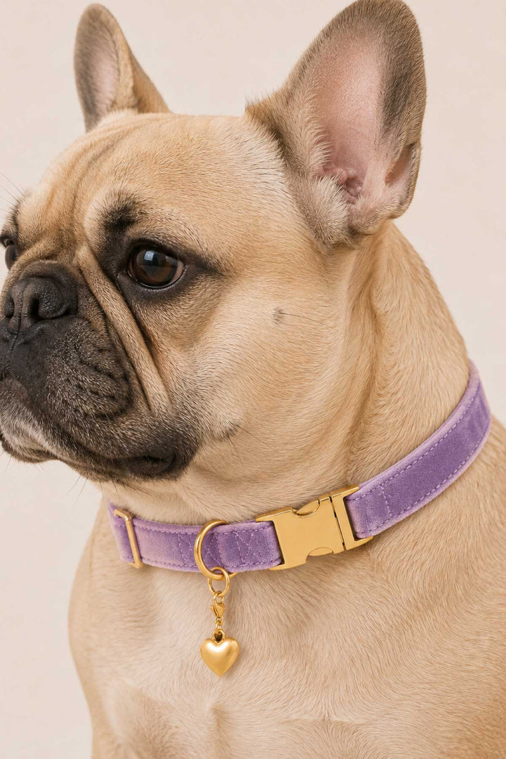 French bulldog wearing a purple velvet pet collar with a gold heart charm attached, on a light beige background