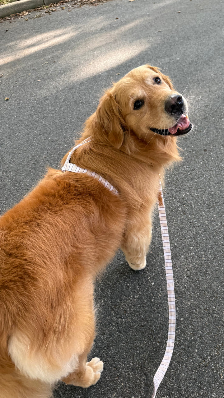 skylar in biscuit stripe harness and leash