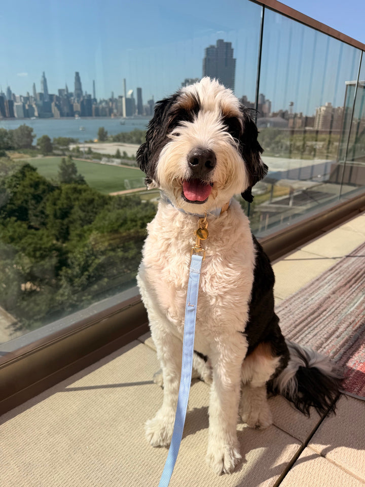 remy from brooklyn