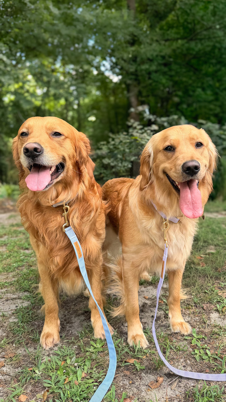 golden retrievers in lane and leash leashes