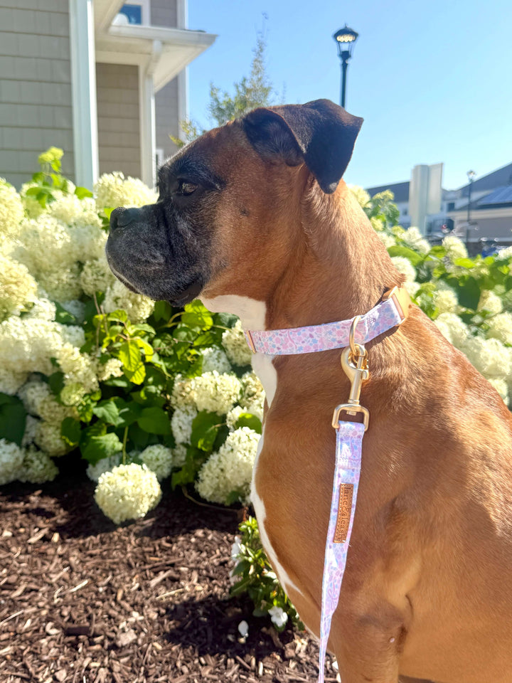 boxer in ribbon garden collar and leash