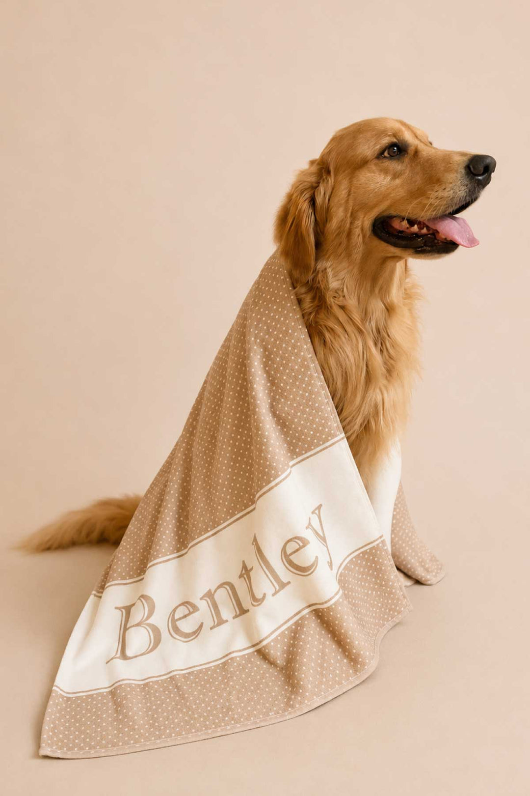 Golden retriever sitting with a latte brown polka dot personalized pet towel draped over their back, showing the name 'Bentley' in script on the white border