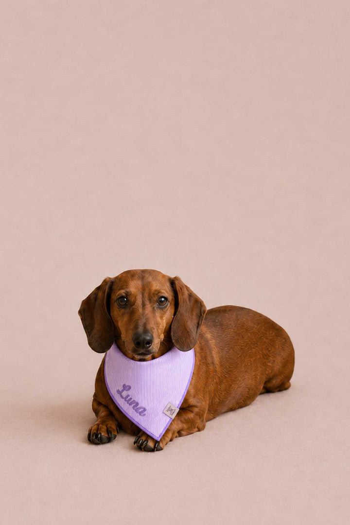 lavender stroll embroidered bandana on wiener dog