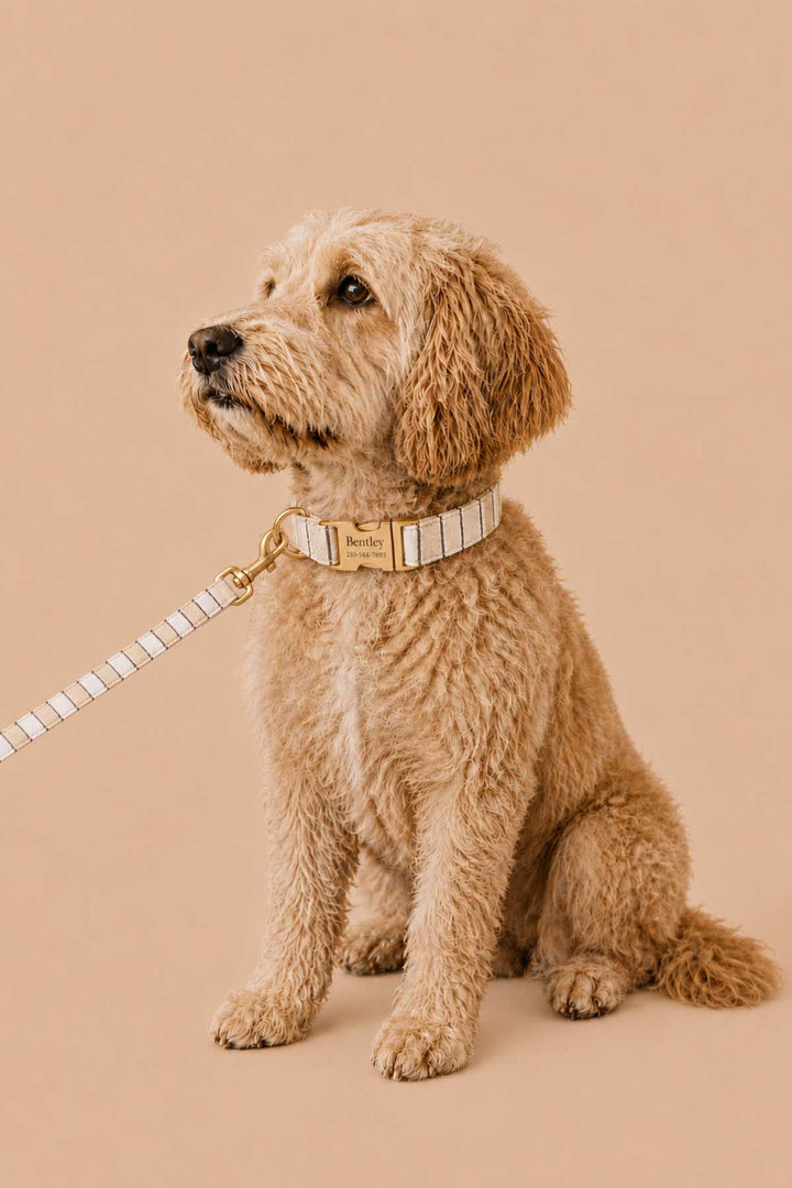 A fluffy golden doodle sitting and wearing a Biscuit Stripe collar with a Biscuit Stripe leash attached, against a warm tan background