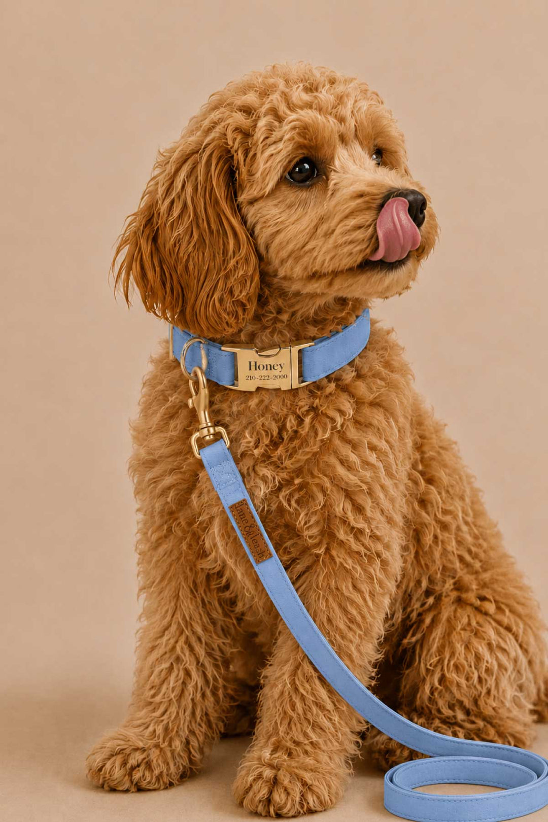 Golden doodle puppy sitting and wearing a denim days light blue collar with matching leash and gold hardware