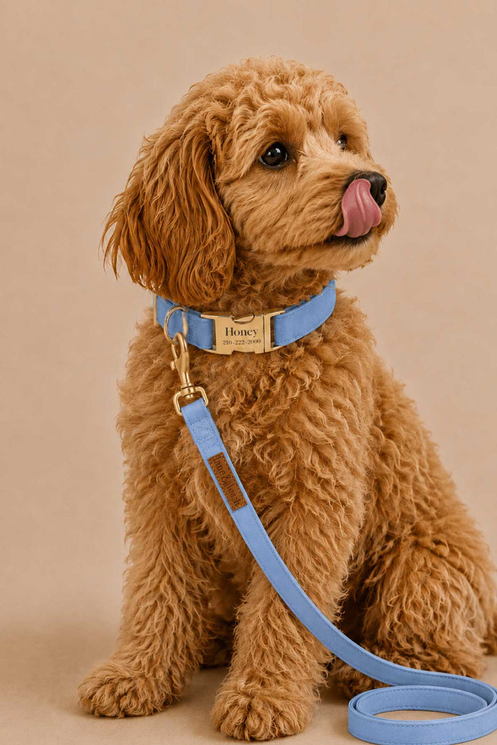 Golden doodle puppy sitting and wearing a denim days light blue collar with matching leash and gold hardware