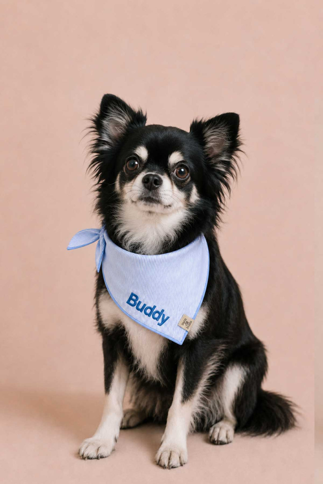 morning mist embroidered bandana on chihuahua