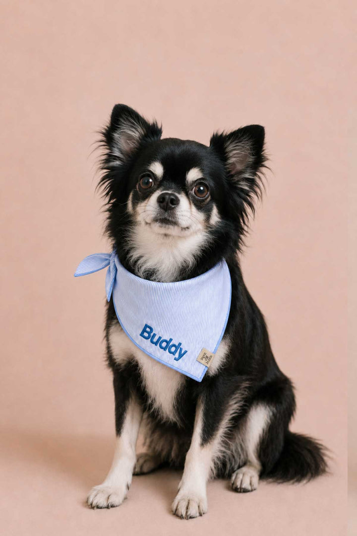 morning mist embroidered bandana on chihuahua