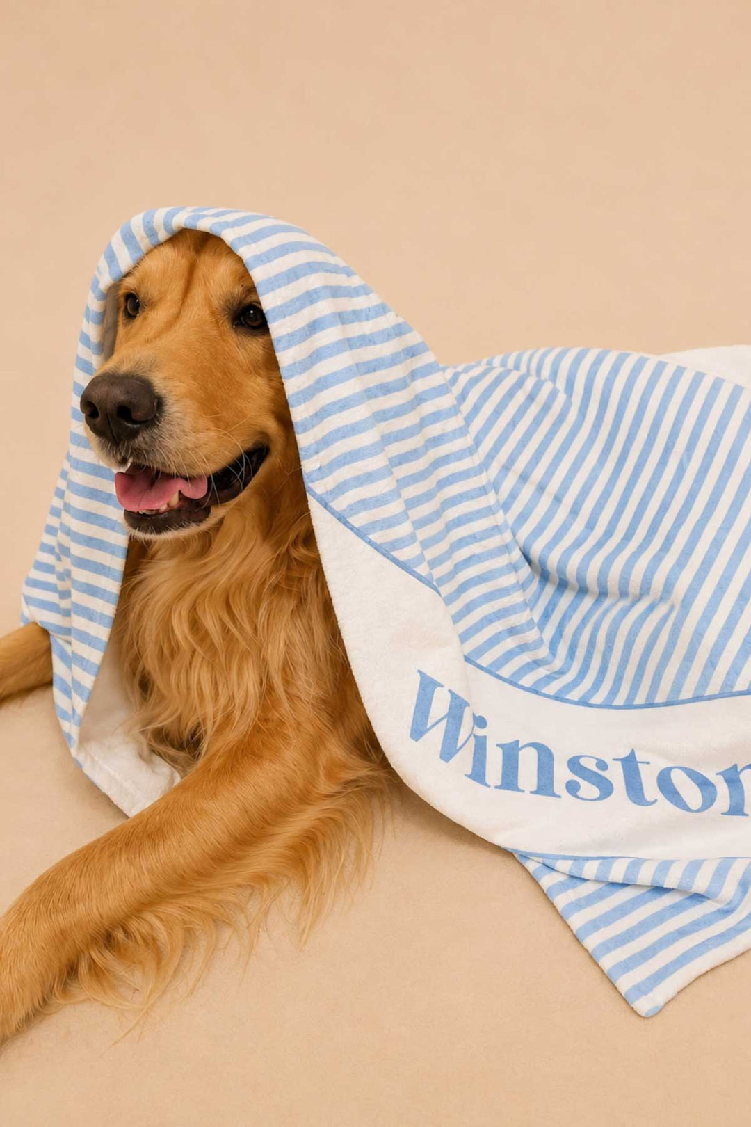 Golden retriever with Morning Mist blue and white striped pet blanket draped over its head, name "Winston" visible on white embroidered panel