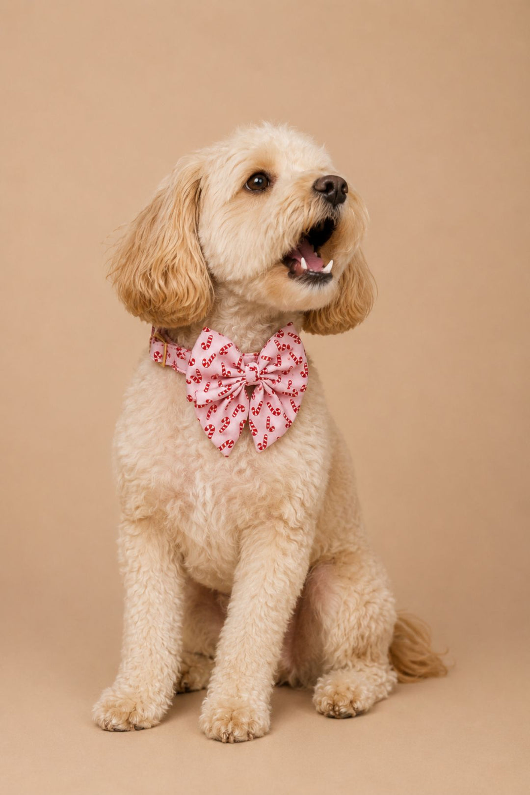Curly-haired golden doodle sitting with head tilted up and mouth open, wearing a Lane & Leash Peppermint Stroll dog collar and sailor bow in pink with candy cane print, against a tan backdrop
