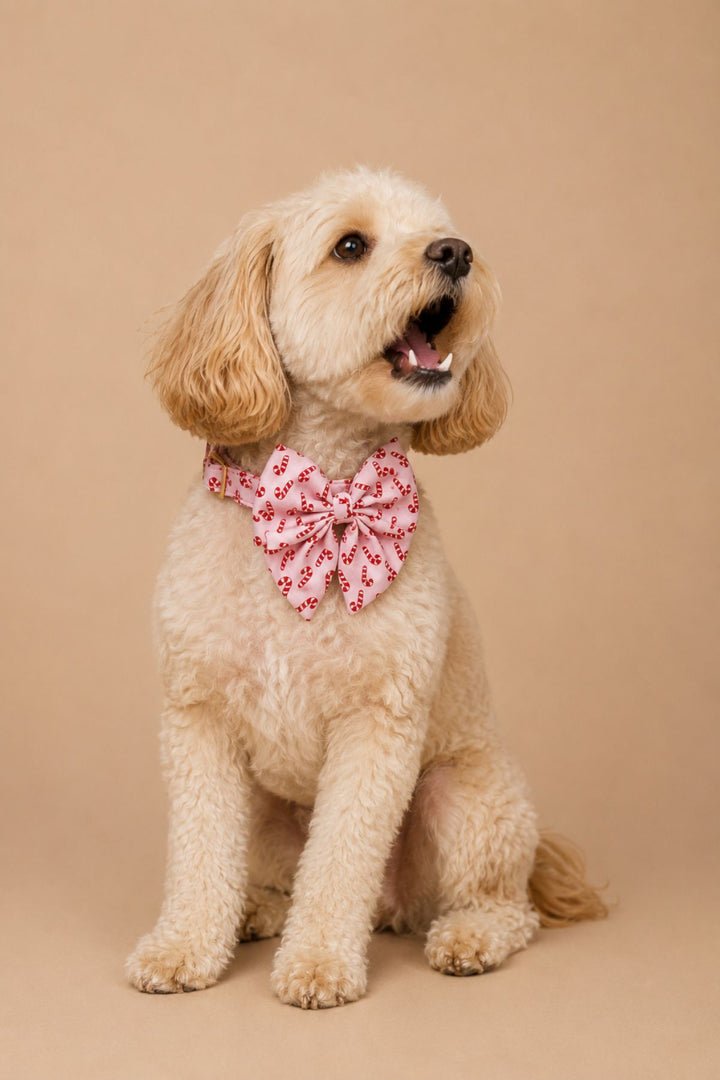Curly-haired golden doodle sitting with head tilted up and mouth open, wearing a Lane & Leash Peppermint Stroll dog collar and sailor bow in pink with candy cane print, against a tan backdrop
