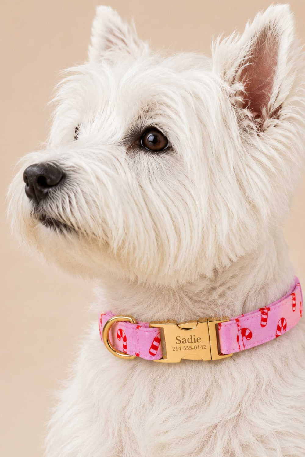Close-up of a white West Highland Terrier wearing a Lane & Leash Peppermint Stroll dog collar in pink with candy cane print and engraved gold buckle reading 'Sadie,' against a tan backdrop