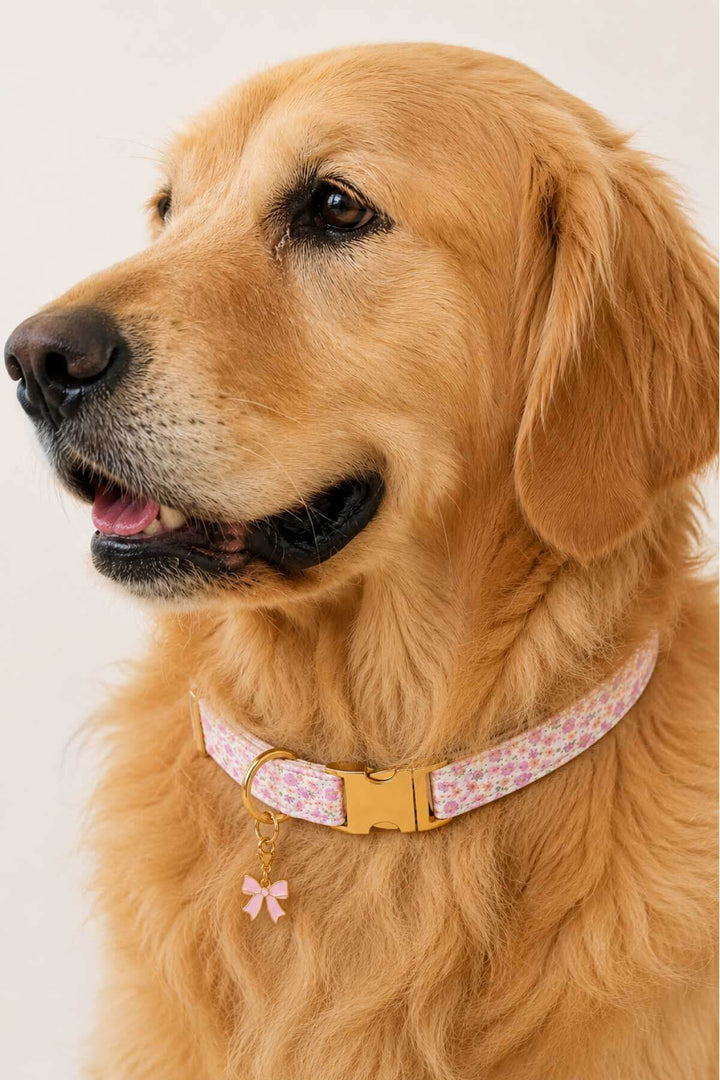 Golden retriever dog wearing a pink floral pet collar with a pink enamel bow charm attached