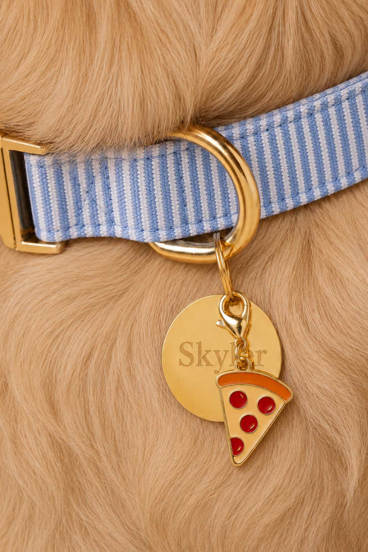 morning mist collar with pizza charm and circle id tag