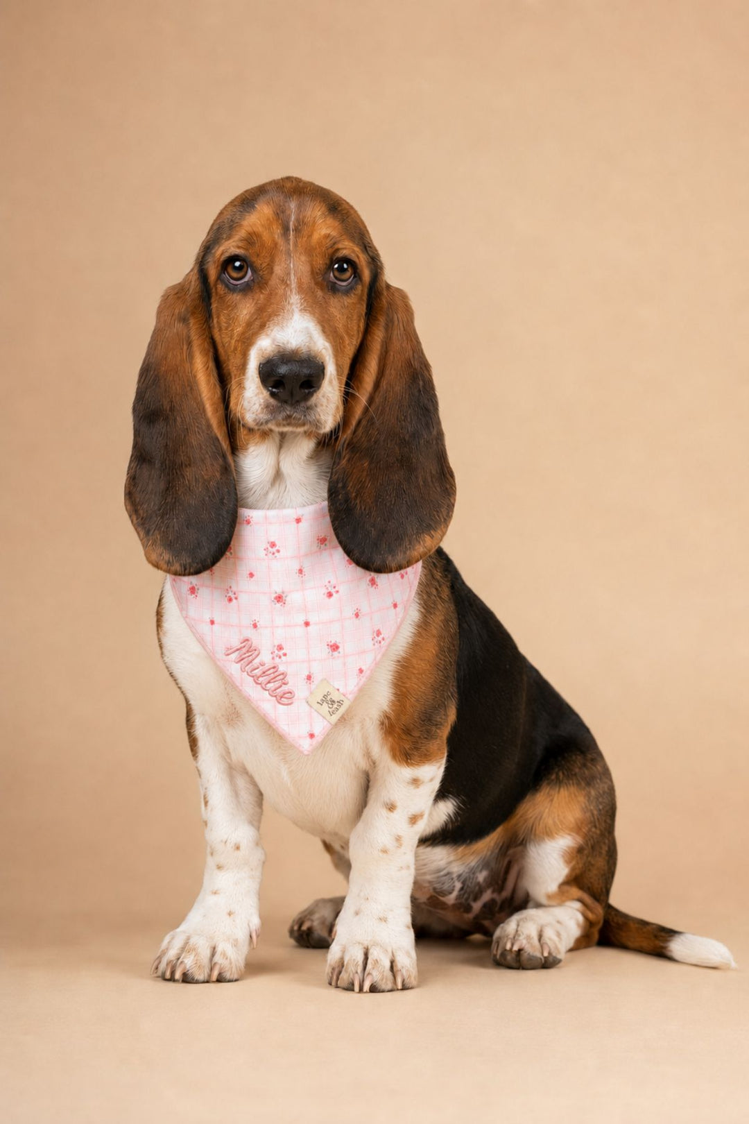 A Basset Hound dog wearing a Lane & Leash pink bandana with a white star pattern and the name 'Minnie' printed on it, sitting against a solid beige studio background.