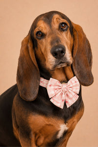 Pet Bows 