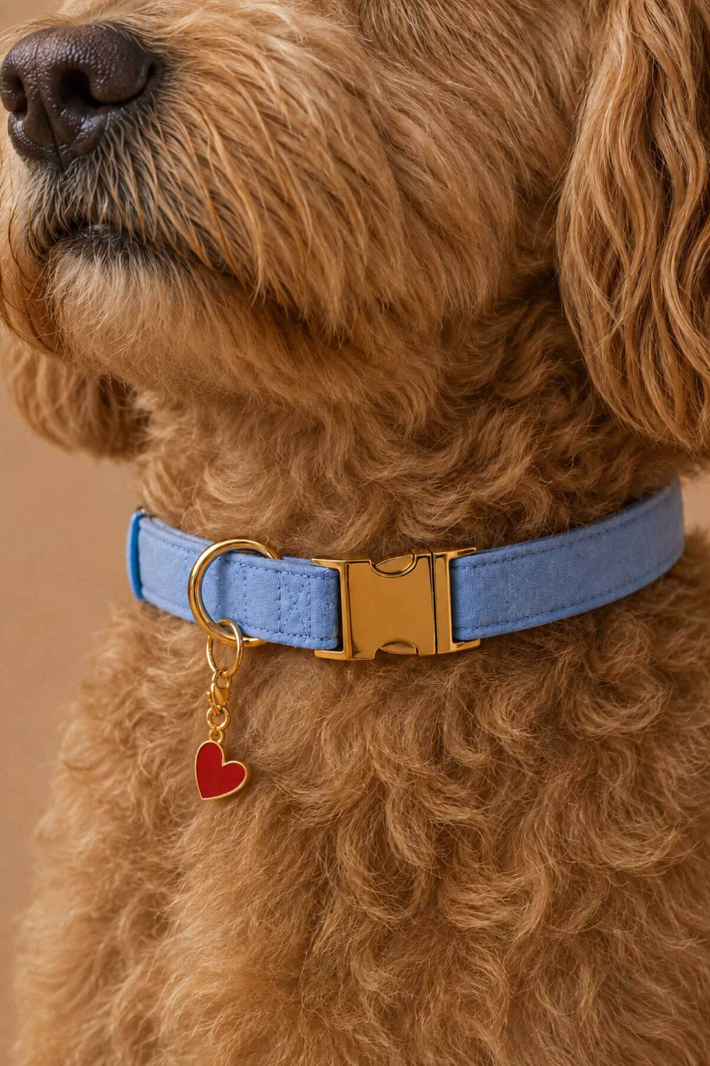 Golden doodle dog wearing a blue denim pet collar with a red enamel heart charm attached, on a warm beige background