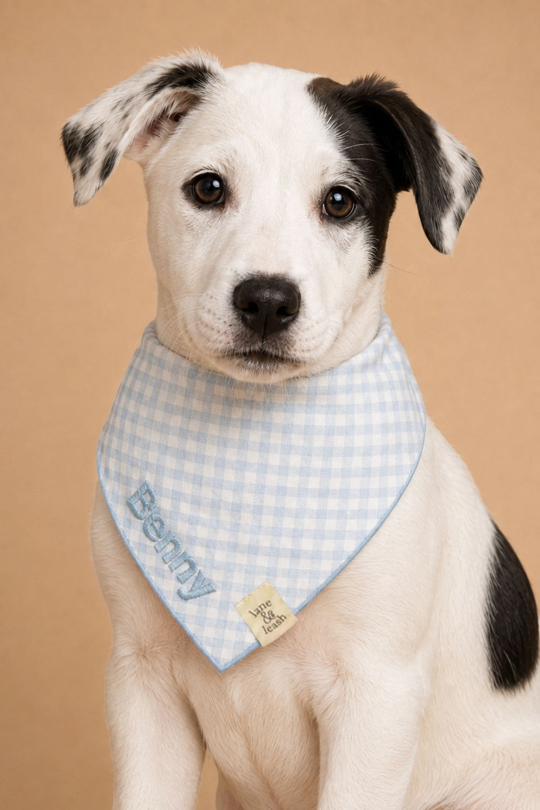 A black and white dog wearing a Lane & Leash light blue and white gingham bandana with the name 'Benny' embroidered on it, set against a solid tan background.