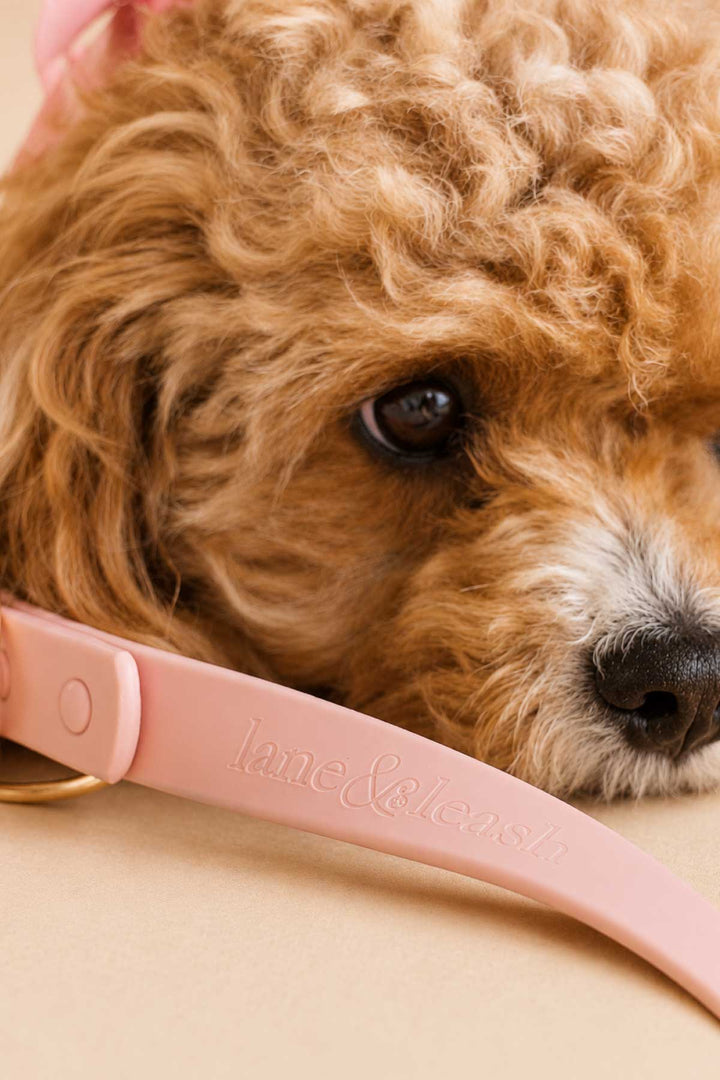 Close-up of a fluffy golden doodle dog with a rosé pink waterproof dog leash across the foreground