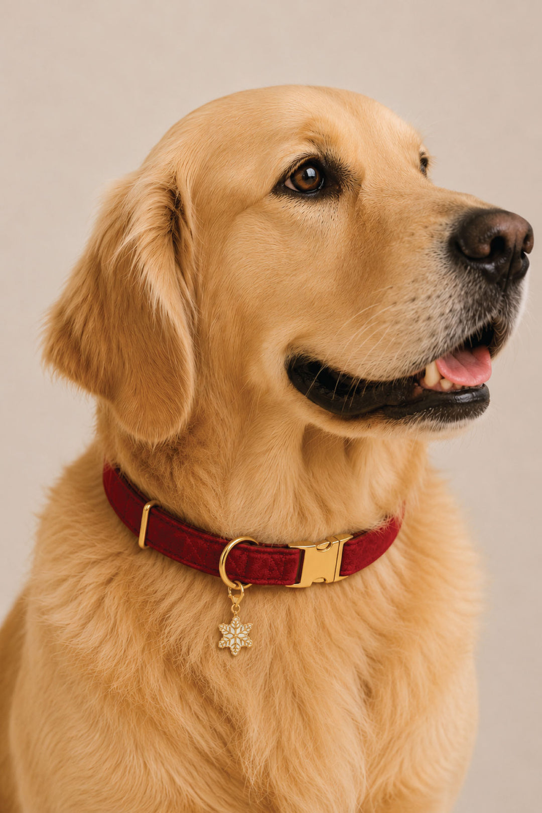 Golden retriever wearing a Lane & Leash dark red velvet collar with gold buckle and enamel snowflake charm