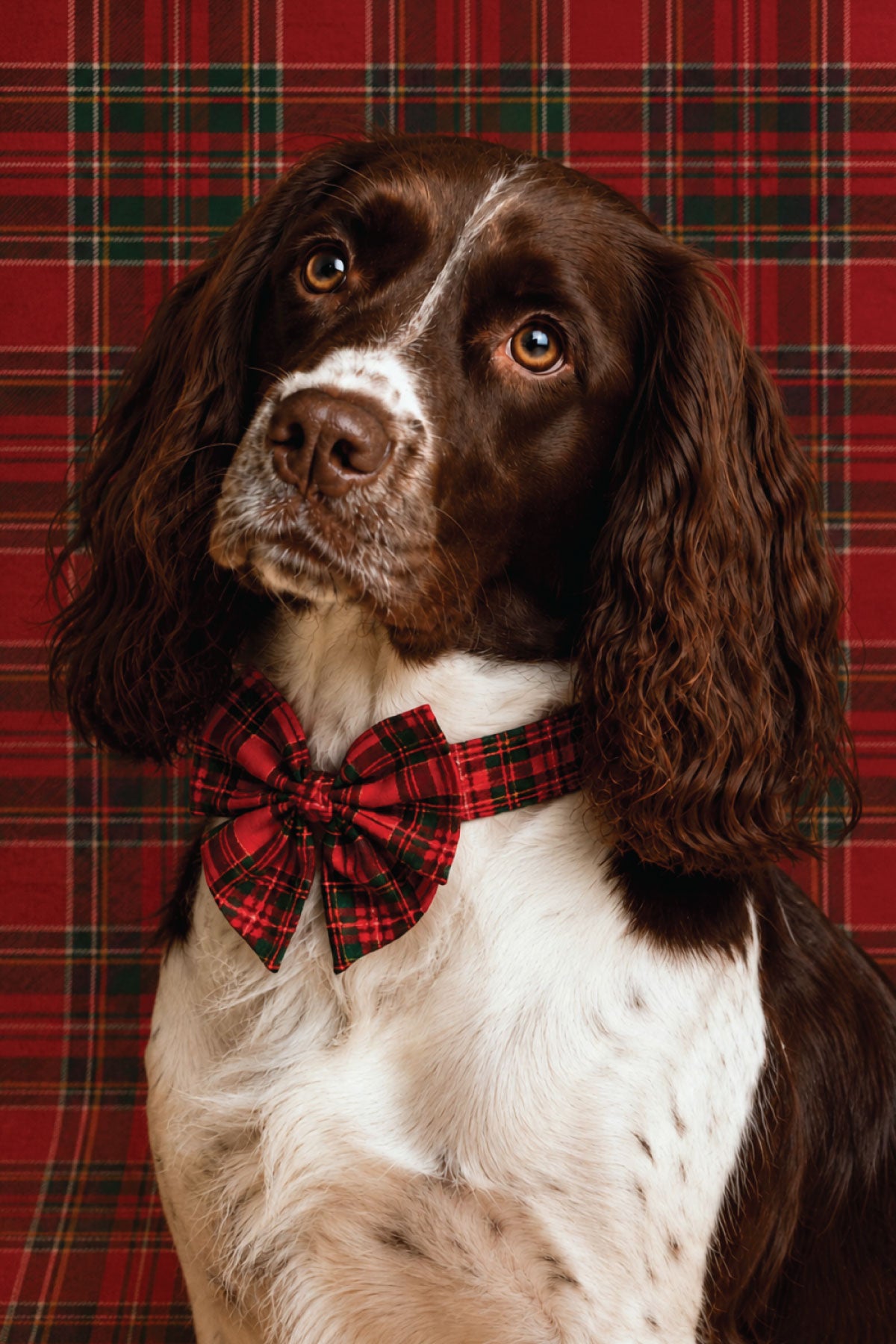 Pet Christmas Bow | Plaid Tidings