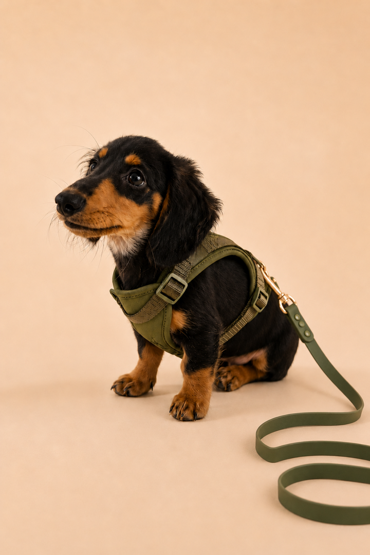 clover harness and waterproof leash on dachsund